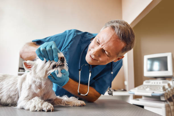 Best Mobile Emergency Dentist in Sunray, TX